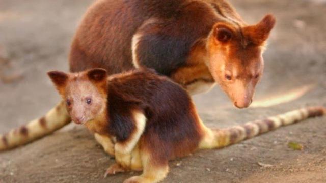 Despite their chunky size, Lowlands Tree #Kangaroos 🦘 are able to leap many metres. They’re #vulnerable due to #palmoil and #hunting in #PapuaNewGuinea. Fight for them when you shop, go #PalmOilFree and #BoycottPalmOil 🌴🚫#Boycott4Wildlife @palmoildetect https://palmoildetectives.com/2021/02/03/lowlands-tree-kangaroo-dendrolagus-spadix/?utm_source=mastodon&utm_medium=Palm+Oil+Detectives&utm_campaign=publer
