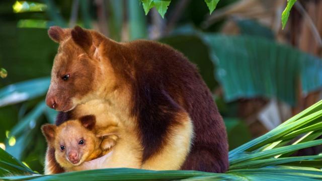 Despite their chunky size, Lowlands Tree #Kangaroos 🦘 are able to leap many metres. They’re #vulnerable due to #palmoil and #hunting in #PapuaNewGuinea. Fight for them when you shop, go #PalmOilFree and #BoycottPalmOil 🌴🚫#Boycott4Wildlife @palmoildetect https://palmoildetectives.com/2021/02/03/lowlands-tree-kangaroo-dendrolagus-spadix/?utm_source=mastodon&utm_medium=Palm+Oil+Detectives&utm_campaign=publer
