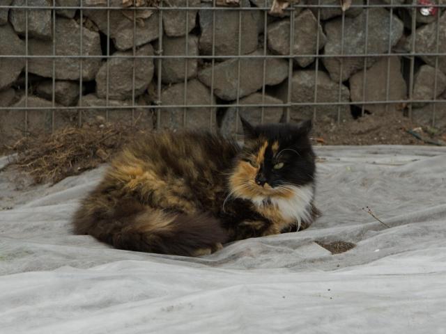 The image captures an adult cat with tortoiseshell fur, which is a mix of black, orange and a bit of white. The feline's coat has a distinctive tabby pattern on its face and chest. It appears to be in a relaxed state, lying down comfortably on what looks like tarpaulin or some form of fabric.

The setting suggests an outdoor environment, with the cat positioned near a wire fence which is part of a stone wall enclosure visible in the background.