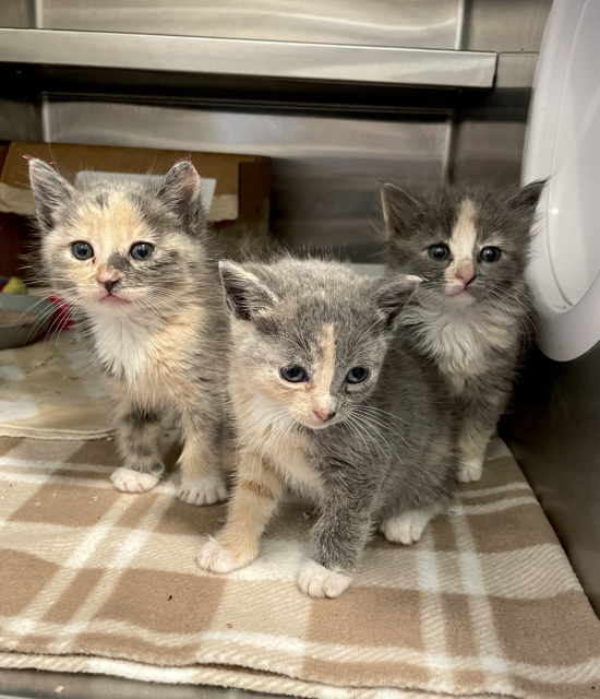 Three small dilute calico kittens, 4 weeks old, in a kennel