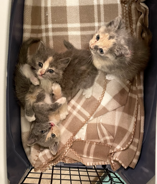 Three small dilute calico kittens, 4 weeks old, in a carrier