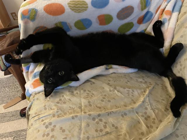 Black cat s t r e m t c h e d on a couch 