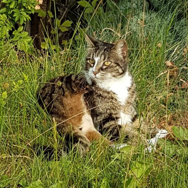 A tabby cat with a white chest and paws lies in tall green grass, partially surrounded by plants. Sunlight highlights its fur as it looks alertly to the side, ears upright and eyes focused, creating a calm outdoor scene.