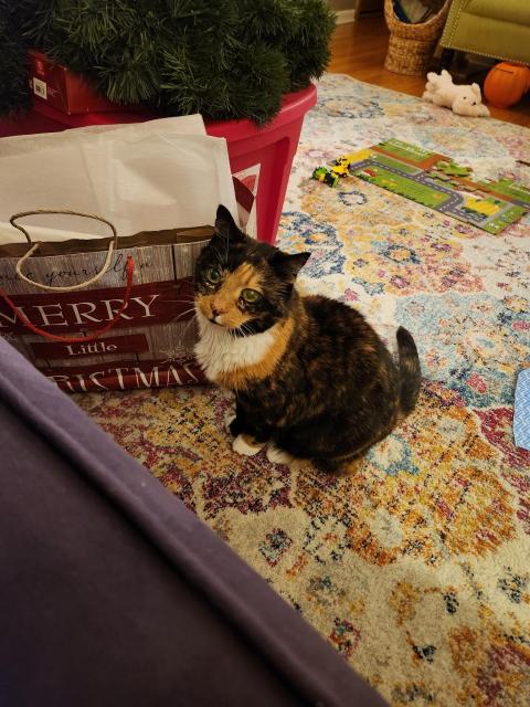 A toirtoise-shell cat looking up, sitting next to a gift bag. She has an inquisitive look on her face.