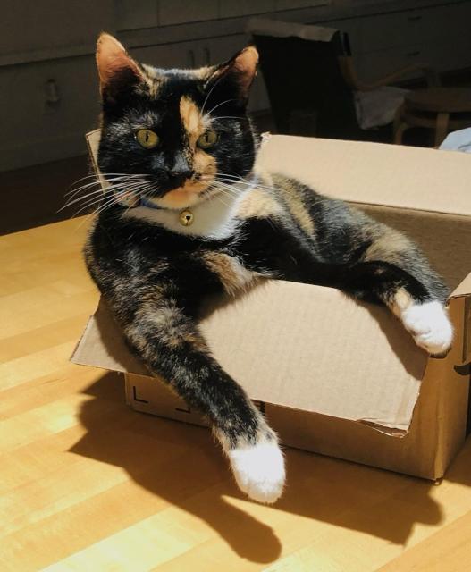 A color photo of a calico cat sitting in a box on a wooden kitchen counter. The cat's lower body is hidden by the box but both of its paws are draped over the side of it. The cat is looking squarely into the camera and has a collar with a little bell on. She is mostly brown black and orange with a white bib and paws. 