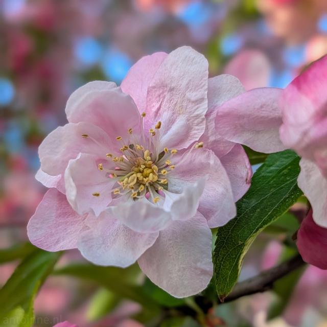 A close-up of a Crabapple blossom, iconic heralds of spring. The flower features soft, paper-thin petals with a gentle gradient, shifting from a pale, almost translucent white at the center to a light apple-blossom pink toward the edges. The stamens are topped with yellow, pollen-bearing anthers. 

A single, vibrant green leaf with serrated edges is visible just behind the bloom, providing a sharp color contrast to the soft pastels.