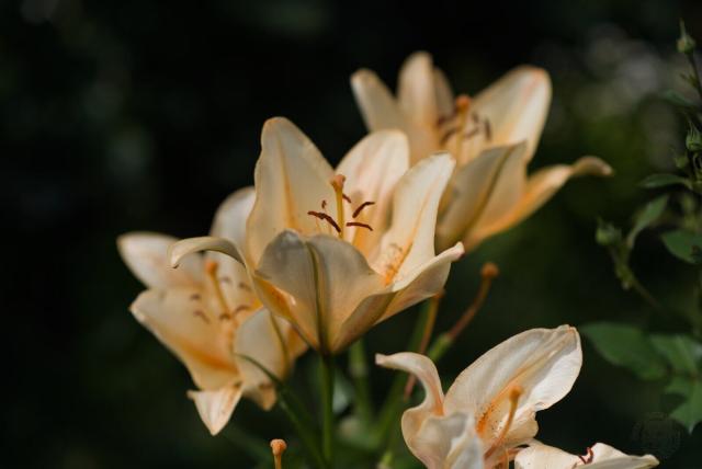 The image captures a close-up view of several lilies in full bloom. These flowers are predominantly pale yellow with subtle hints of white, and each one displays delicate pinkish-orange stamens at the center. The petals show gentle curves and some have soft ruffles along their edges, which adds to the overall elegance of these blooms.

The photograph is taken from a low angle that directs our gaze upwards towards the flowers against an out-of-focus green background, suggesting they are growing in a garden or natural setting. This perspective not only highlights the beauty of each individual lily but also conveys a sense of depth and dimension to their delicate forms.