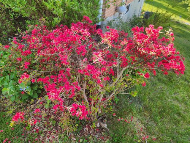 Bright red azalea in a grassy field