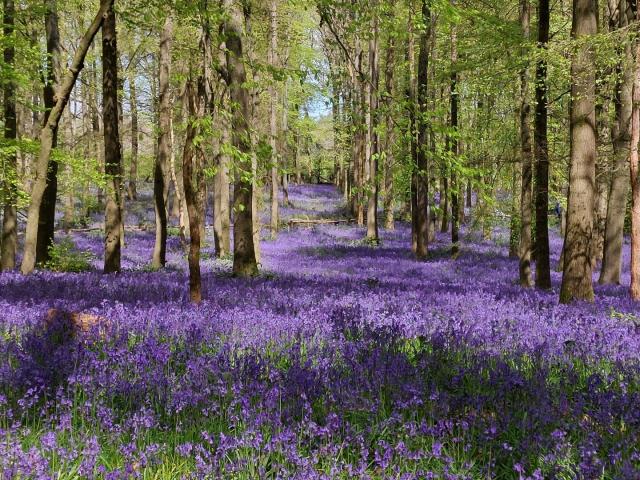 A photo of woodland carpeted in purple bluebells.