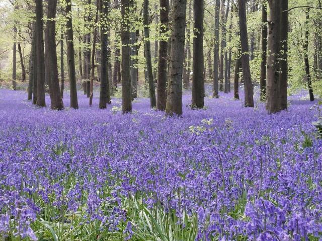 A photo of woodland carpeted in purple bluebells.