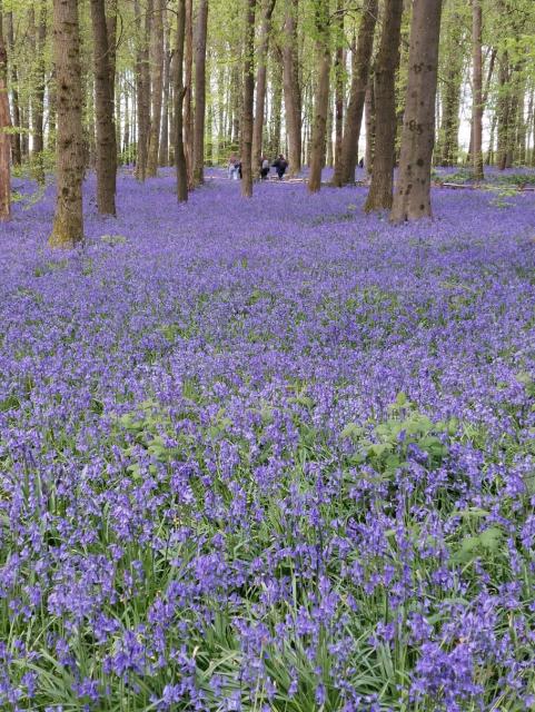 A photo of woodland carpeted in purple bluebells.