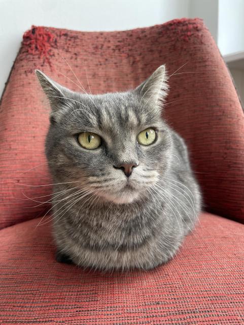 Carlo the grey tabby cat loafing on a shabby red chair.