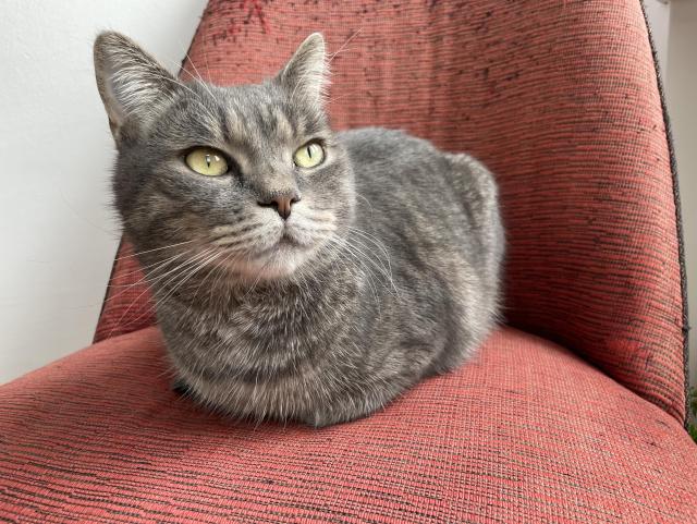 Carlo the grey tabby cat loafing on a shabby red chair, loaf view from the right.