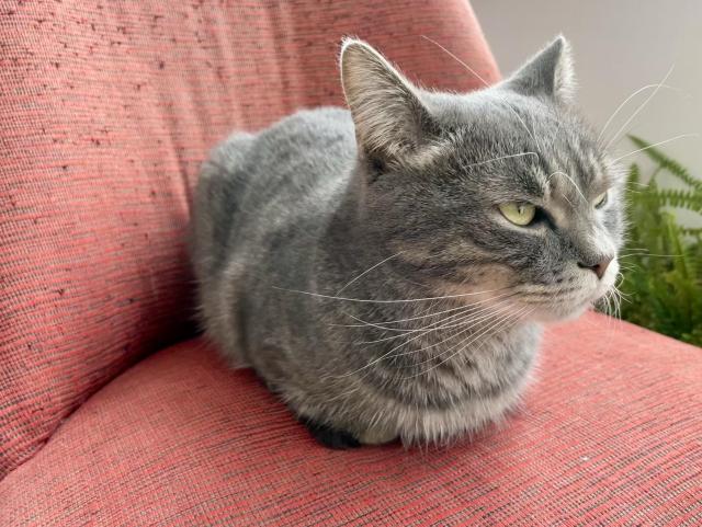 Carlo’s loaf view from the left. No paws visible, perfect symmetry, just a tad of tail end.