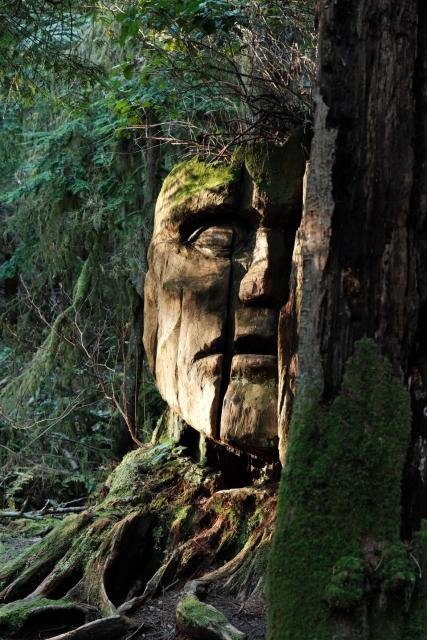 A face carved into a massive tree trunk, foliage in the background with a small tree growing out of the top of the stump appearing like hair on the top of the faces head. Another tree obscures the second half of the face in the foreground and warm light casts in from the left creating depth to the face.