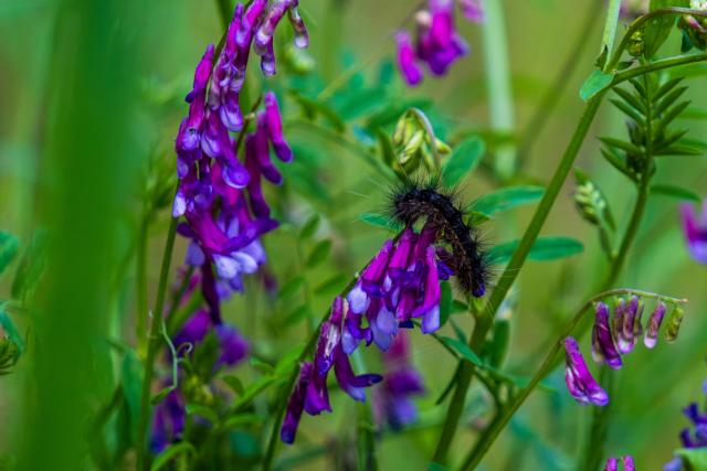 A fuzzy caterpillar crawls amongst greenery and purple flowers. [Fuji X-T5 / Tamron 18-300]