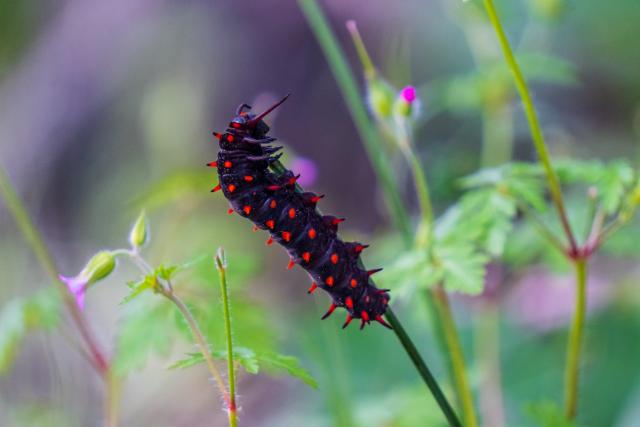 A caterpillar with striking orange tips crawls to the top of greenery. [Fuji X-T5 / Tamron 18-300]