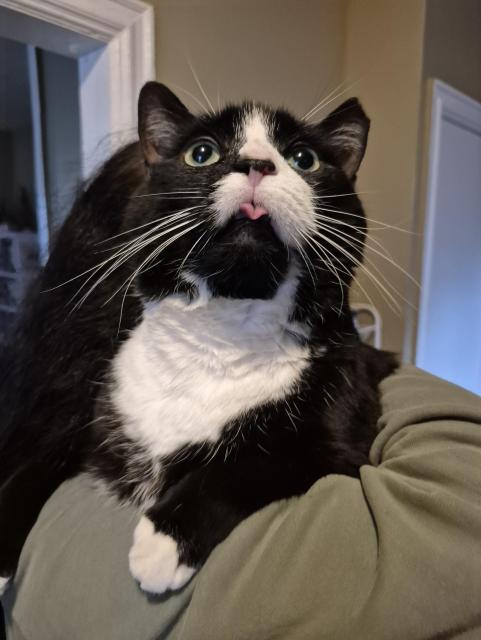 A close-up of a black and white tuxedo cat looking upward with a wide-eyed expression and its pink tongue sticking out in a "blep." The cat is resting on a person’s shoulder, showcasing its long white whiskers and white chest fur.