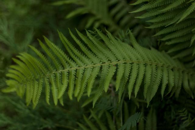 The image shows a close-up view of a large fern leaf. The fern is the main subject, with its vibrant green color and intricate texture. It's positioned centrally in the frame, drawing attention to itself as the focal point. In the background, there are other plants that add depth and context to the scene.