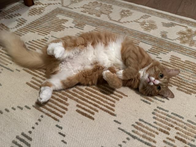 Sir Wobbles, a very fluffy orange tabby cat, showing his belly. 