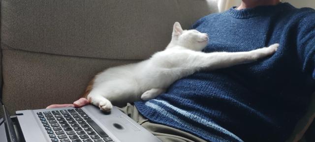 A white cat with orange patches is helping a blue-sweatered human do his admin. The human has a laptop on top of his lap. The cat has a hind paw on the laptop and front paw stretched out over the human chest, looking up at the human. 