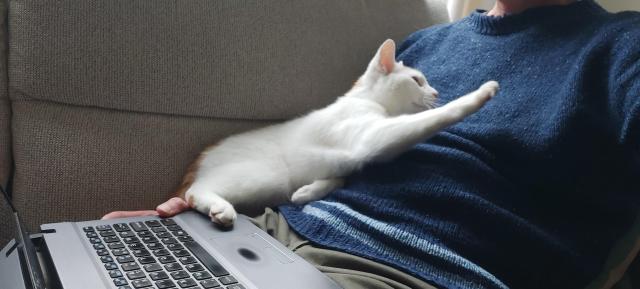 The cat from the first picture still has his hind paw on the laptop, front paw lifted to give the human a supportive slap. 