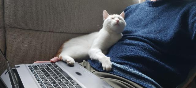 The cat is sitting fully on the human’s right arm, giving the human time to think over his admin tasks and make sure he does them right. The cat has its eyes closed and contemplates the universe. 