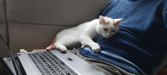 The cat has snuggled up against the human, making further admin work impossible, but snuggling your cat is much better anyway so in the grand scheme of things this is definitely helping 