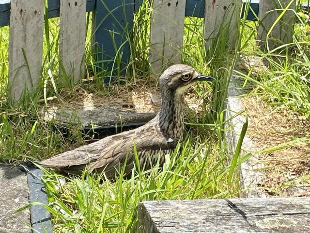 A bush stone curlew sitting in the grass next to a fence