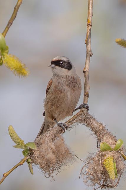 A male Eurasian Penduline Tit is seen head-on, perched above the initial stage of its nest, which it has woven on a forked, downward-hanging willow branch. It turns its head to the side, revealing its distinctive black mask and eye.