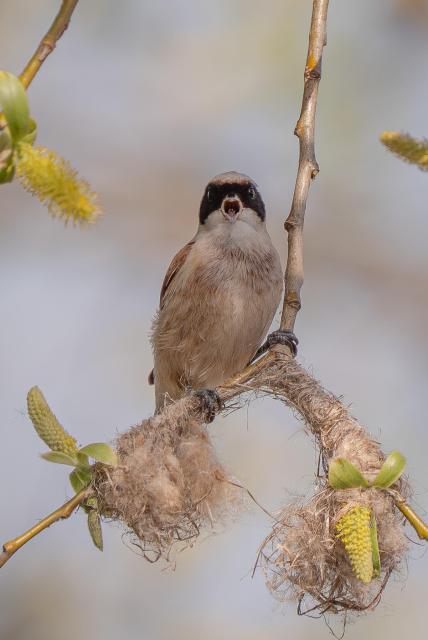 This image shows a male Eurasian Penduline Tit head-on, perched above the initial stage of its nest, which it has woven into a forked, downward-hanging willow branch. It faces the viewer, opening its beak as if shouting.