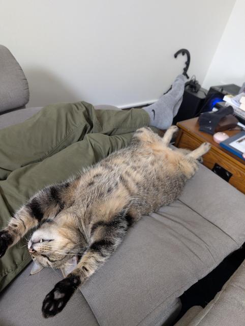 a tabby cat laying on his back. he's completely splayed out with all his legs spread. he's just snoozing and laying against my leg