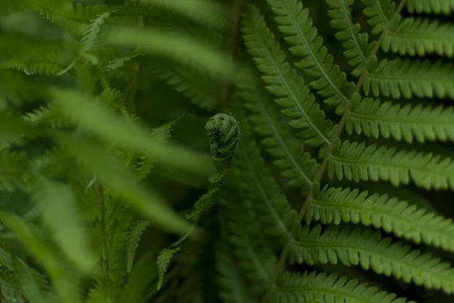 The image captures a close-up view of green fern leaves. The focus is on the center where one can see a young, unopened fern frond among older and larger ones that are more spread out in the background.

The photo utilizes natural lighting with a blurred foreground of leaves providing depth, while the center is well-lit enough for clarity without overexposure. The greenery dominates the frame, and there are no discernible background elements besides other ferns.