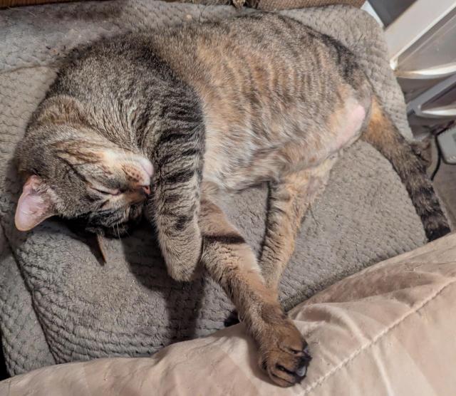Waffles the three-legged, chonky, tabby cat, sleeping on his side with his legs all akimbo