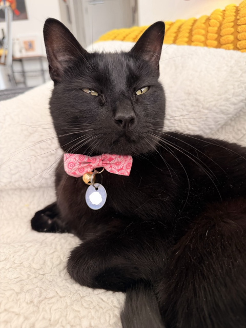 A handsome black cat lounges on a white blanket 