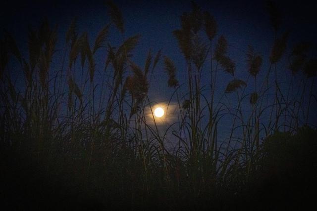 Dusk and a full moon rises behind tall grass on the Kāpiti Coast, Te Ika-a-Māui/North Island, Aotearoa/New Zealand