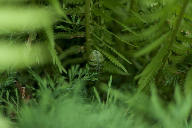 The image depicts a lush, green fern plant with large fronds reaching upwards. The young dark-green curled fern sprout is situated in the center of the frame and stands out against the blurred background. On the periphery other leaves are spread out, creating a sense of depth and texture within the scene.