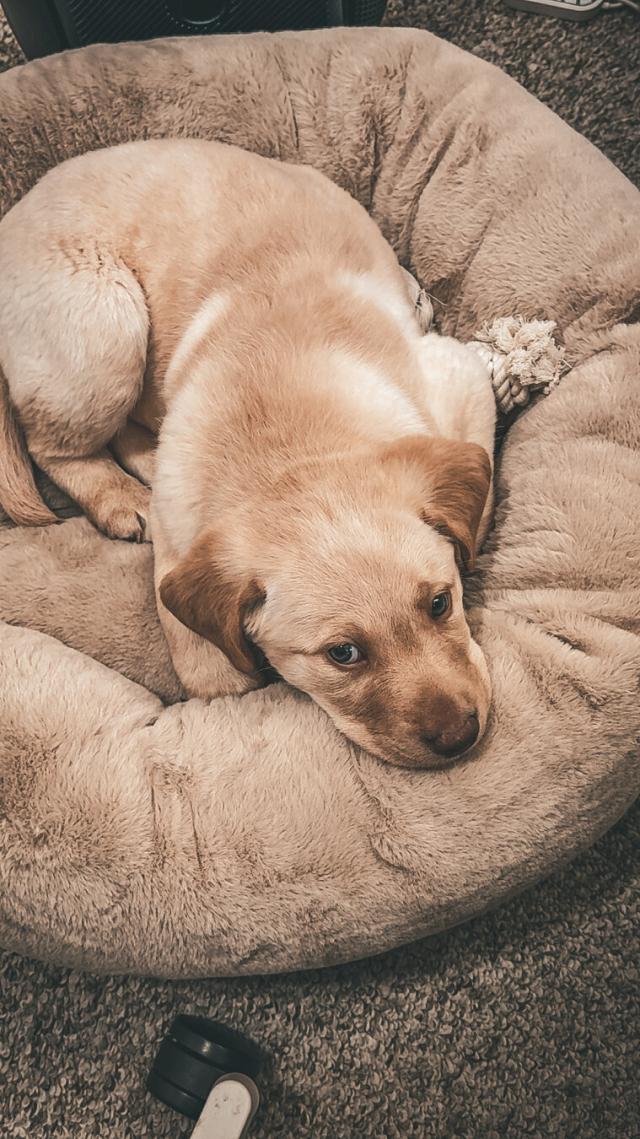 Baby Jake circa May 2025