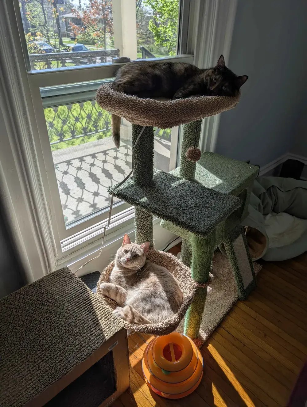 Two cats sitting on a cat tree in a window