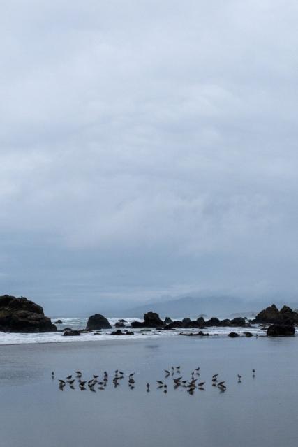 Many little birds sitting on the beach, in front of rocks and the sea, on a cloudy day. [Fuji X-T5 / Sigma 17-40 1.8]