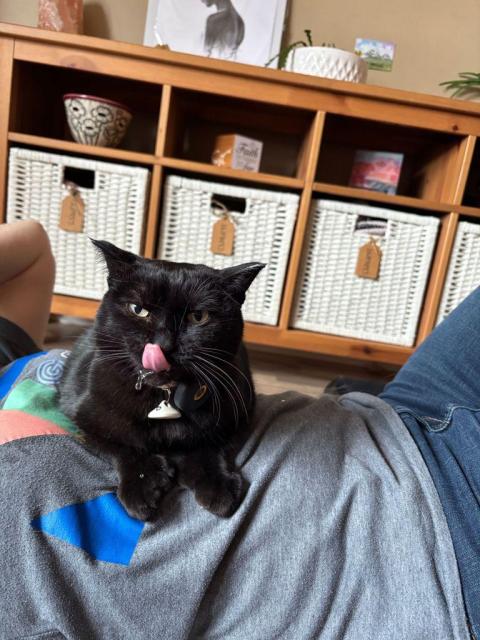 Photo of a black cat sitting loaf-like on her human's chest while the human is lying on the floor. The cat has drool dripping from her chin, and her tongue is out as she tries to manage it. She looks cute and gross and goofy and ridiculous at the same time.