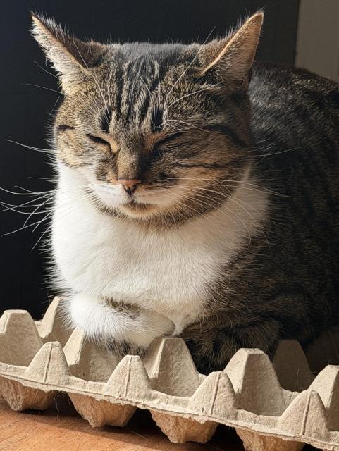 Brown & white Tabby sitting on an empty egg carton