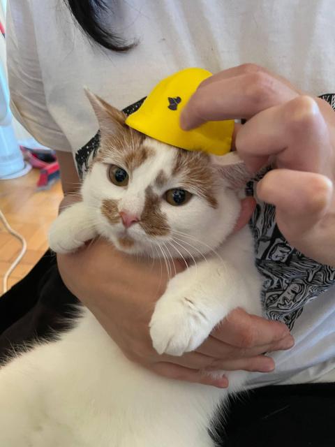 Peaches (the white with orange patches cat) being held on my lap, while placing an iconic yellow helmet with the Mullvad logo on it.