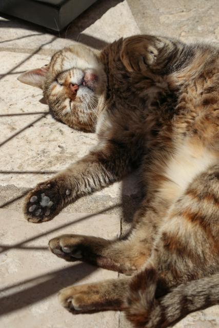 Photo of a tabby street cat in Dubrovnik's Old Town, basking partially belly-up on the pavement in the sun.
