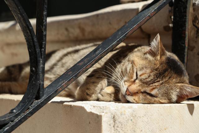 Photo of a tabby street cat in Dubrovnik's Old Town, lying on a cement stair in the sun.