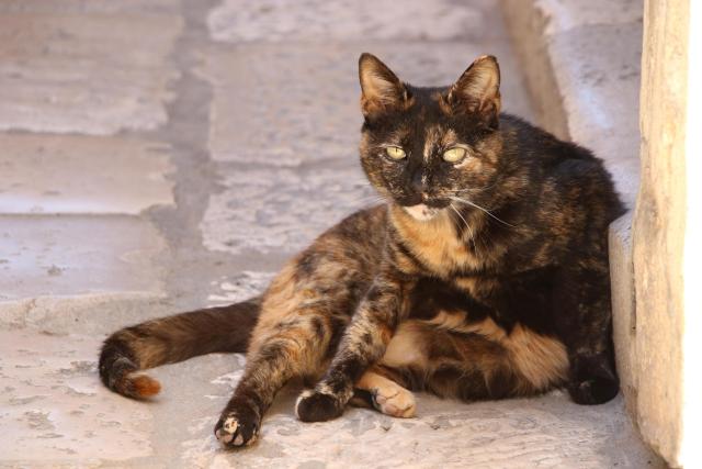 Photo of a tortoiseshell street cat in Dubrovnik's Old Town, resting on the cobblestone street, against a step. She is looking at the camera with stunning yellow eyes.