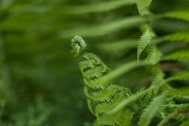 The image captures a close-up view of several fern fronds, showcasing the intricate details and vibrant green coloration typical of these plants. The focus is on one prominent fern with its distinctive feather-like structure and curled new growth at the top, which stands out against a softly blurred background filled with additional foliage. This composition highlights the texture and natural beauty of the ferns in their lush environment, possibly a forest or garden setting.