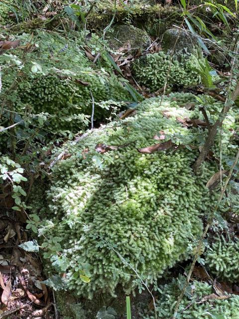 Mounds of moss