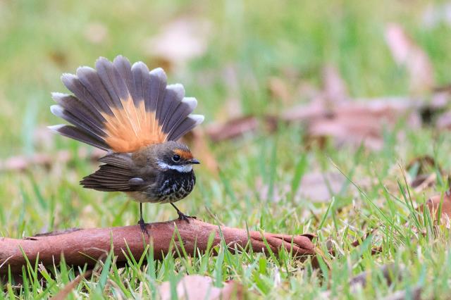 Rufous Fantail living up to its name, fanning its tail.