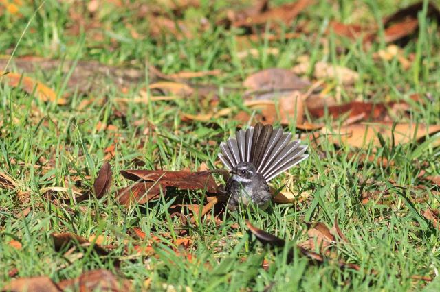 Grey Fantail, fanning its tail.